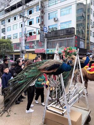 異獸街頭走穴，壽寧文旅新體驗